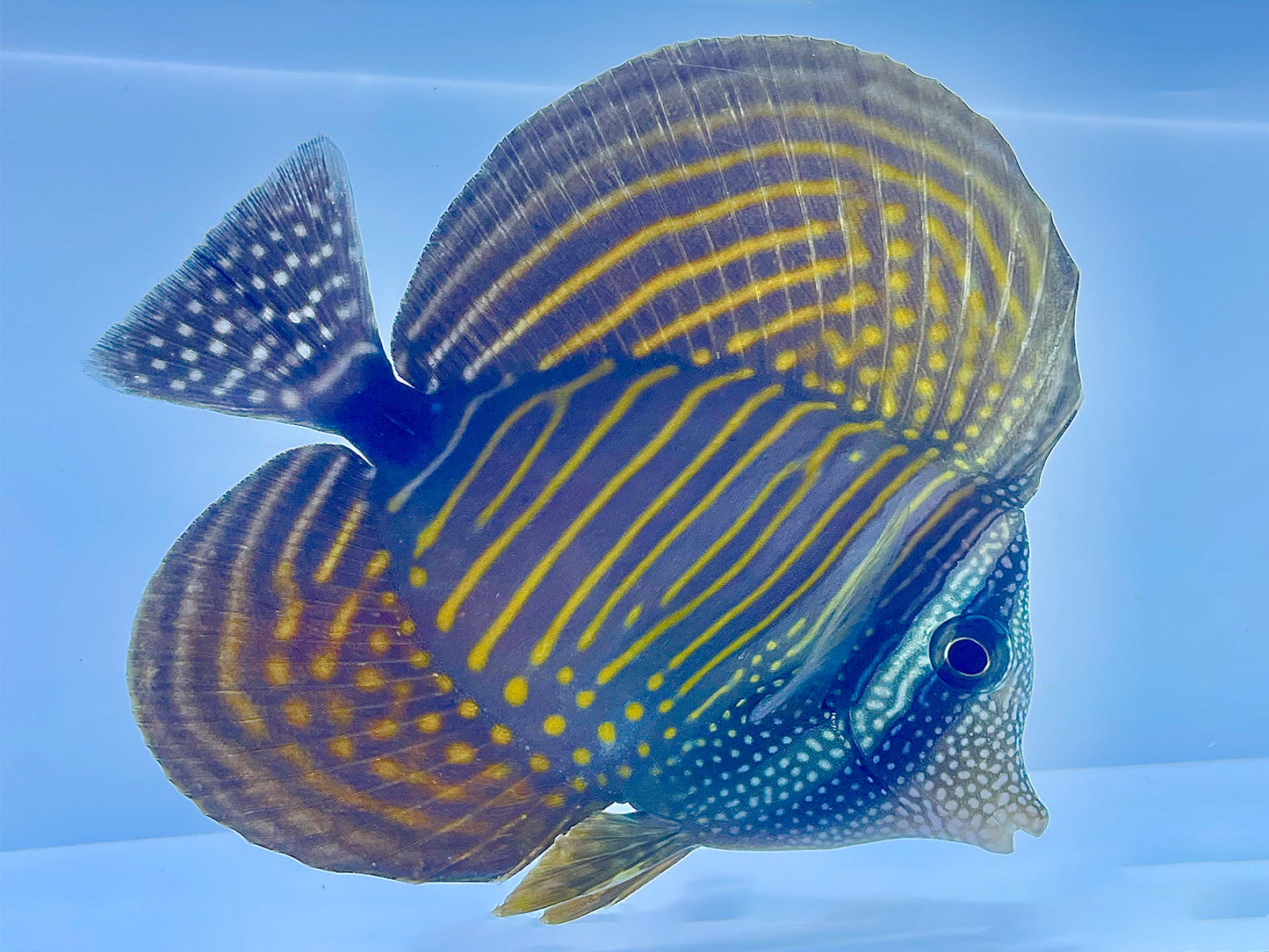 Desjardin's Sailfin Tang
