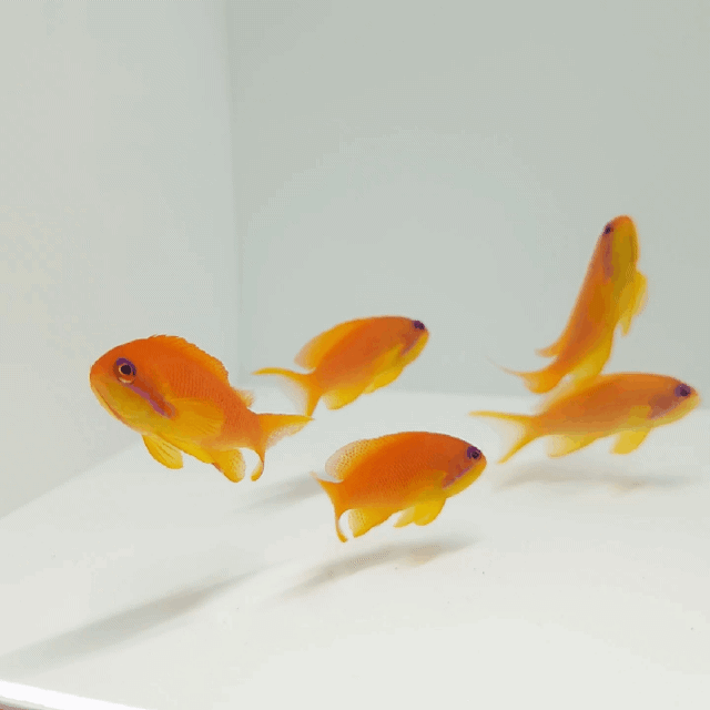 Lyretail Anthias Female
