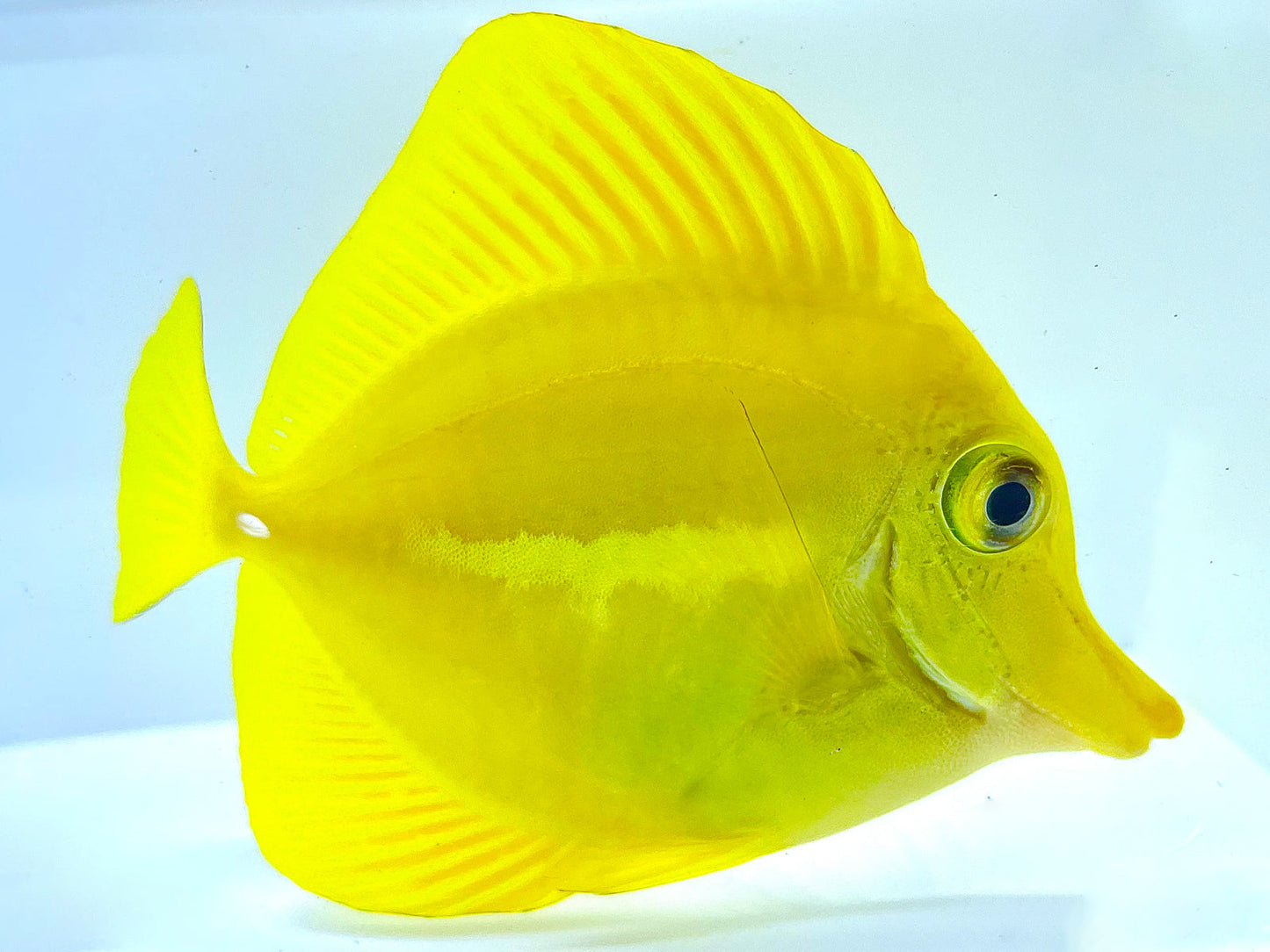 Captive-bred Hawaiian Yellow Tang