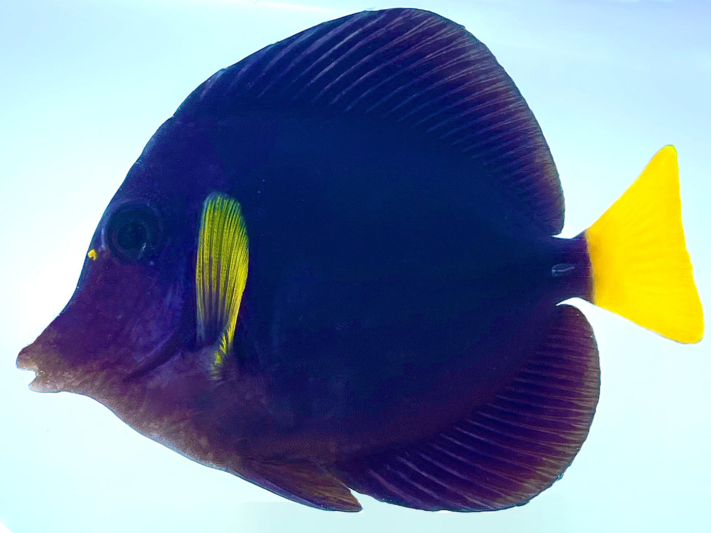 Purple Tang