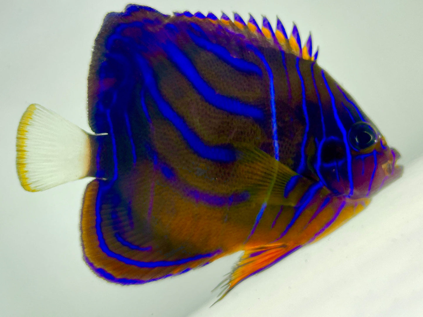 Annularis Angelfish