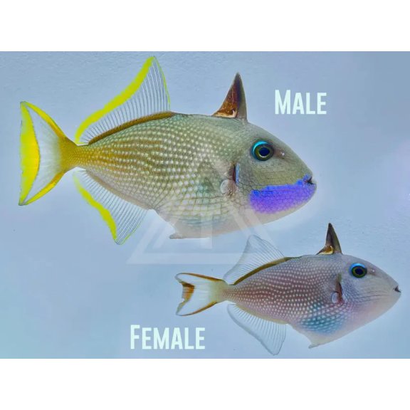 Blue Throat Triggerfish