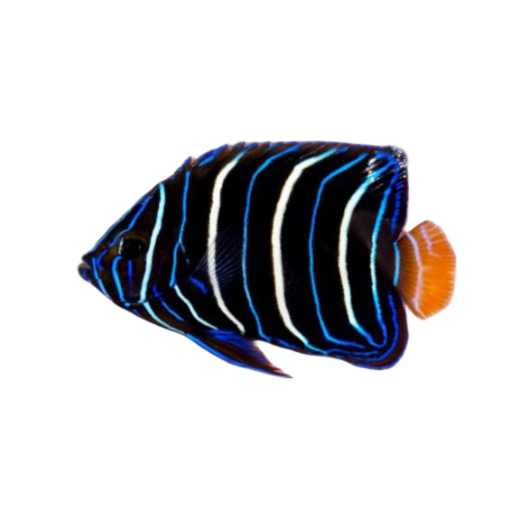 Chrysurus Angelfish