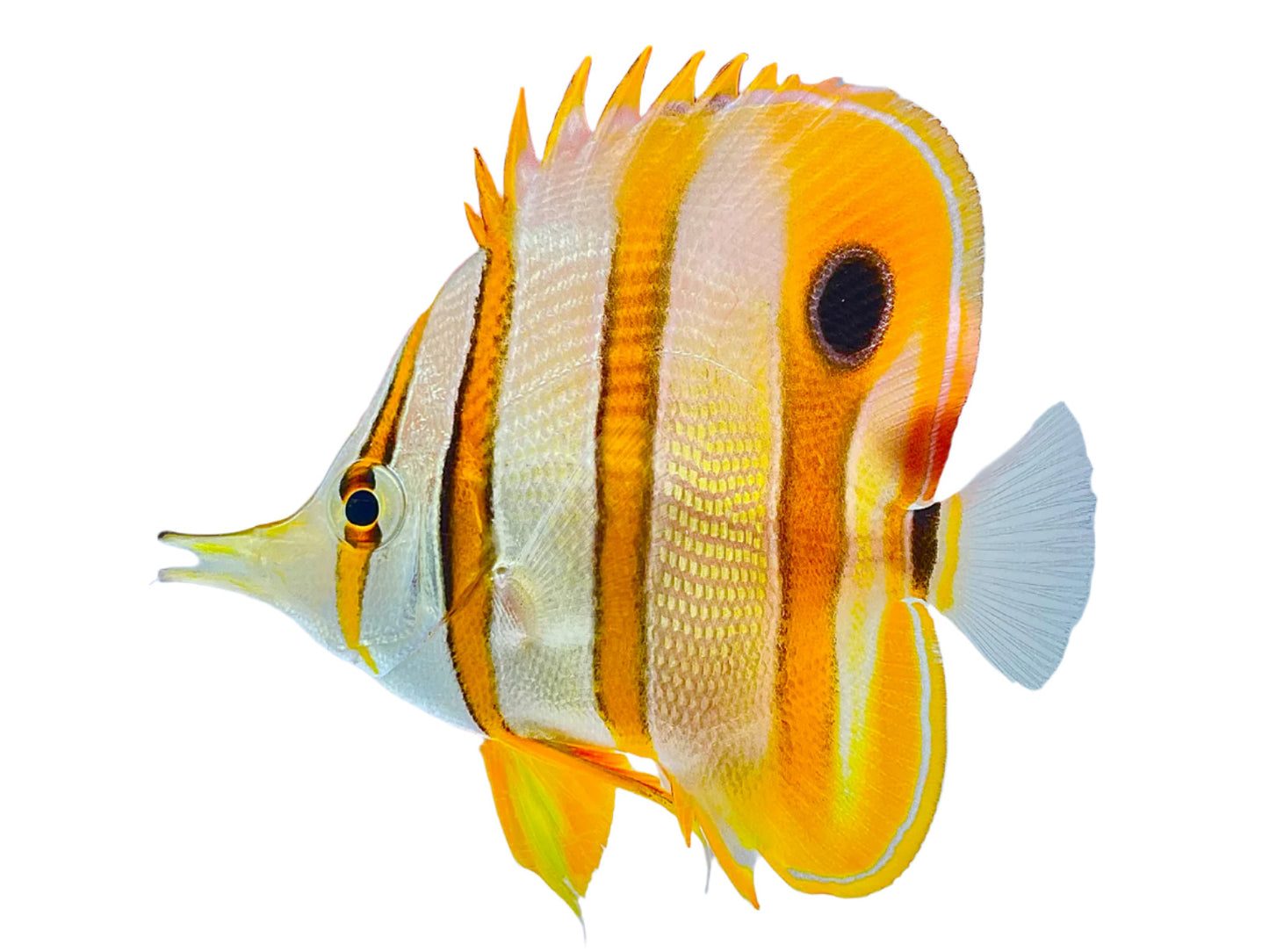 Copperband Butterflyfish