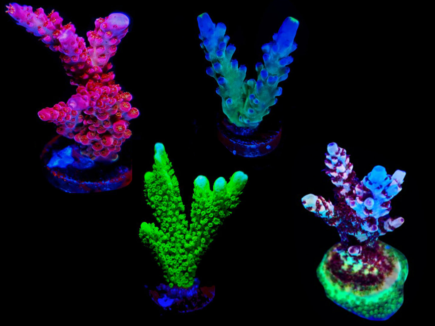 SPS Frag Pack 50 PCS Assorted