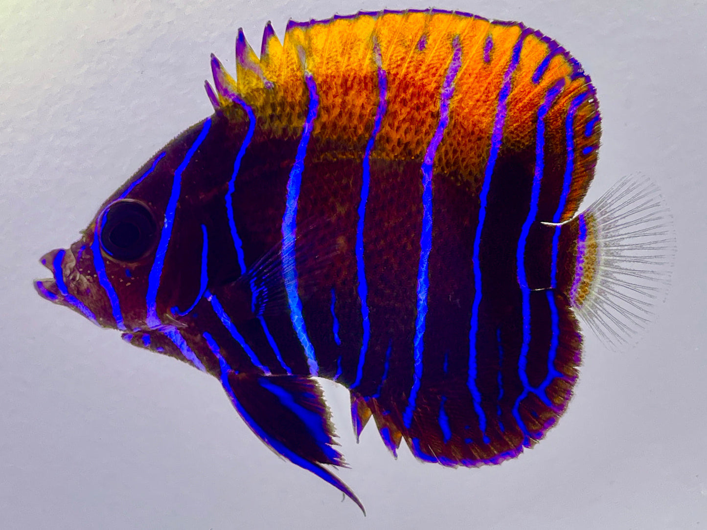 Captive Bred Majestic Angelfish Juvenile