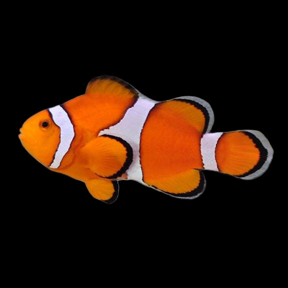 Wild Ocellaris Clownfish