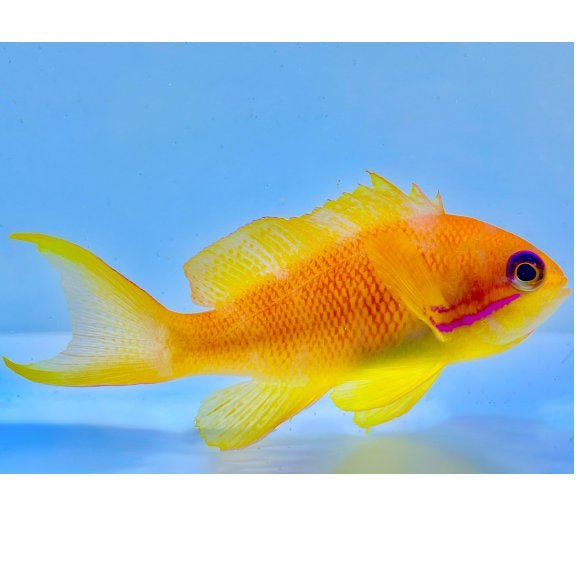 Lyretail Anthias Female