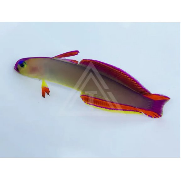 Purple Firefish Goby