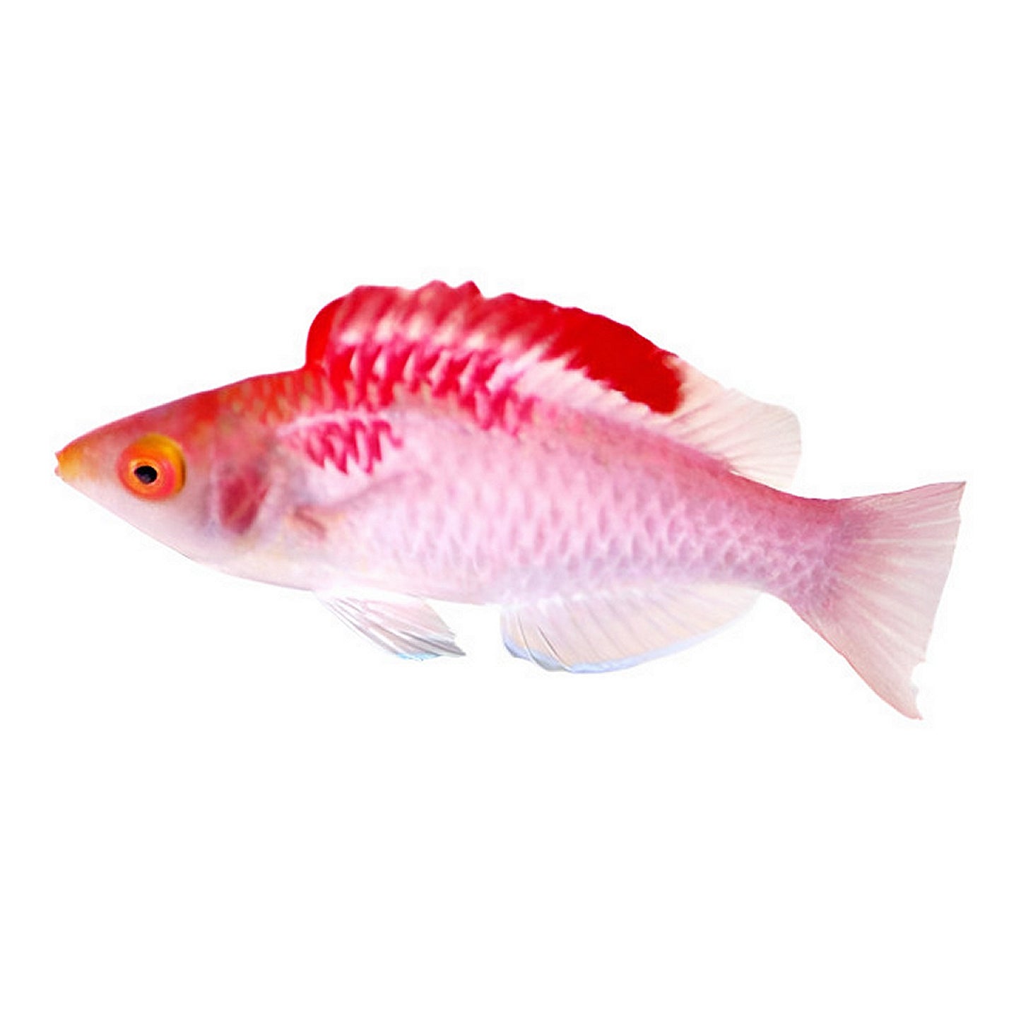 Adornatus Fairy Wrasse Male