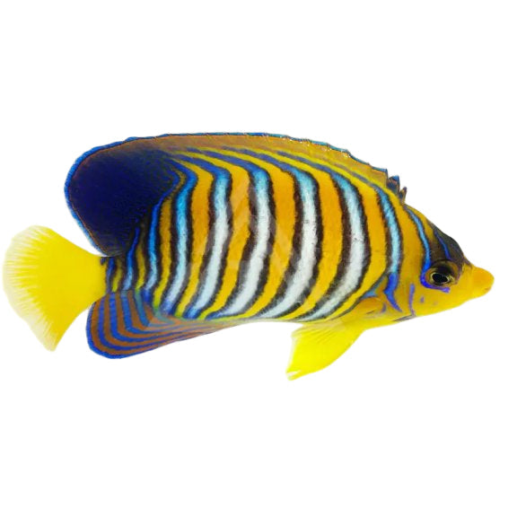 Indian Ocean Yellow Belly Regal Angelfish