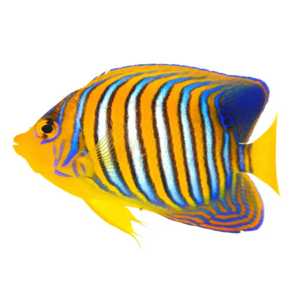 Indian Ocean Yellow Belly Regal Angelfish