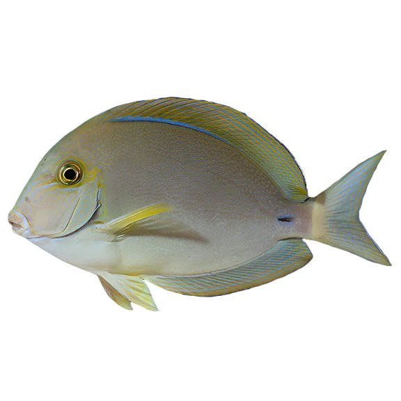 Ring Tail Surgeonfish