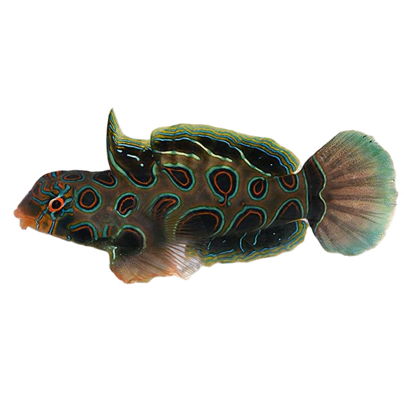 Spotted Mandarin Goby