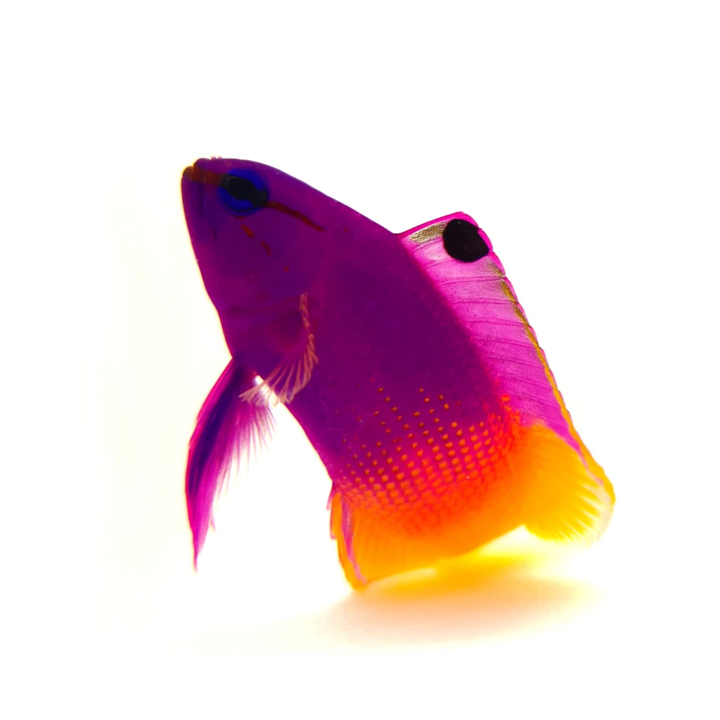 Royal Gramma Basslet