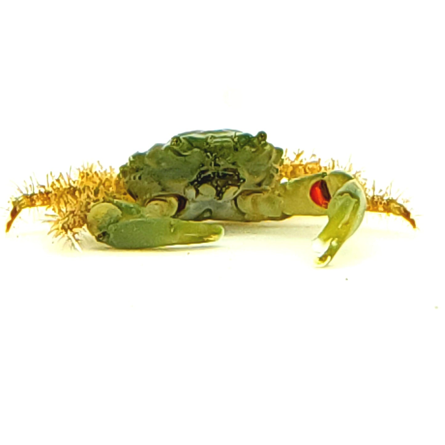 Green Crab Emerald