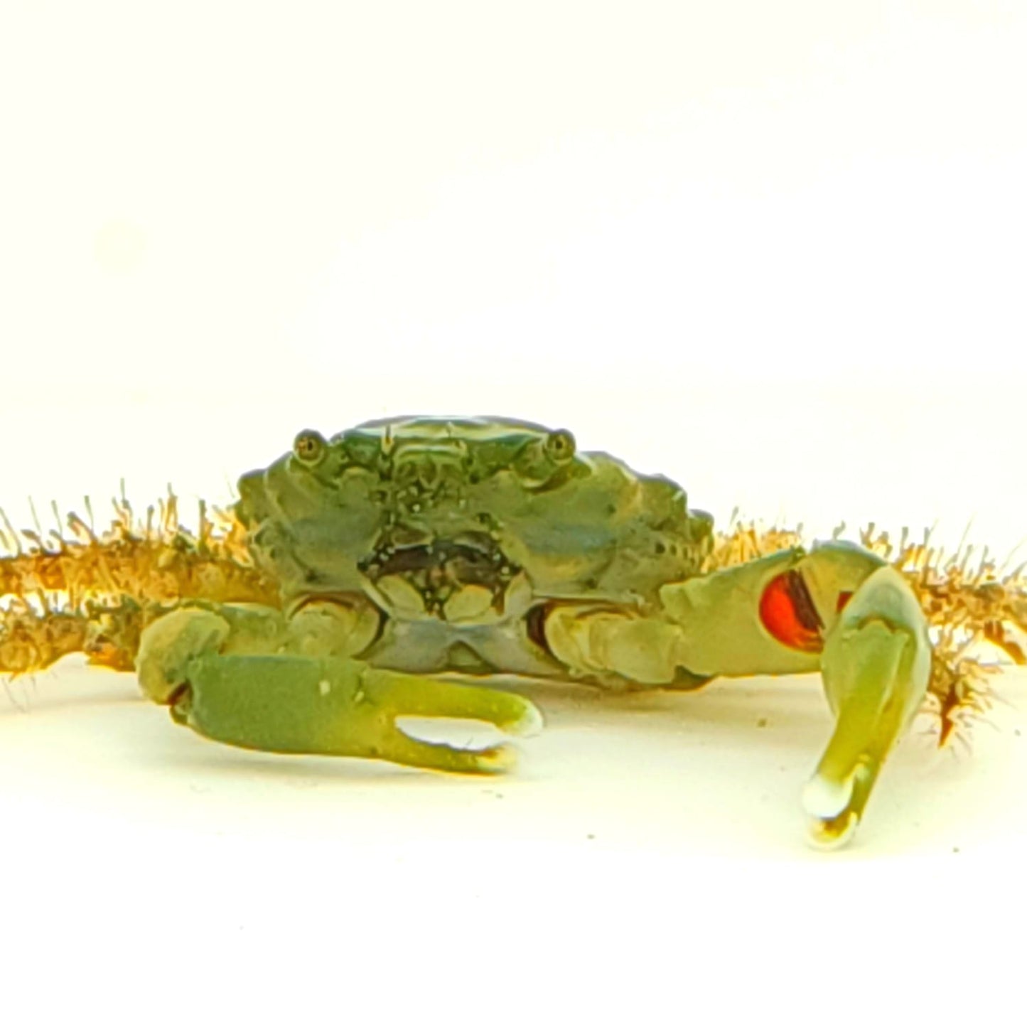 Green Crab Emerald