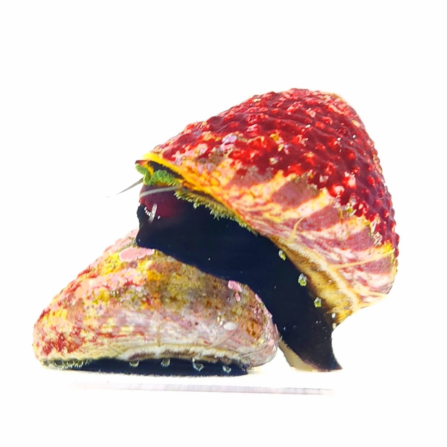 Trochus Snail