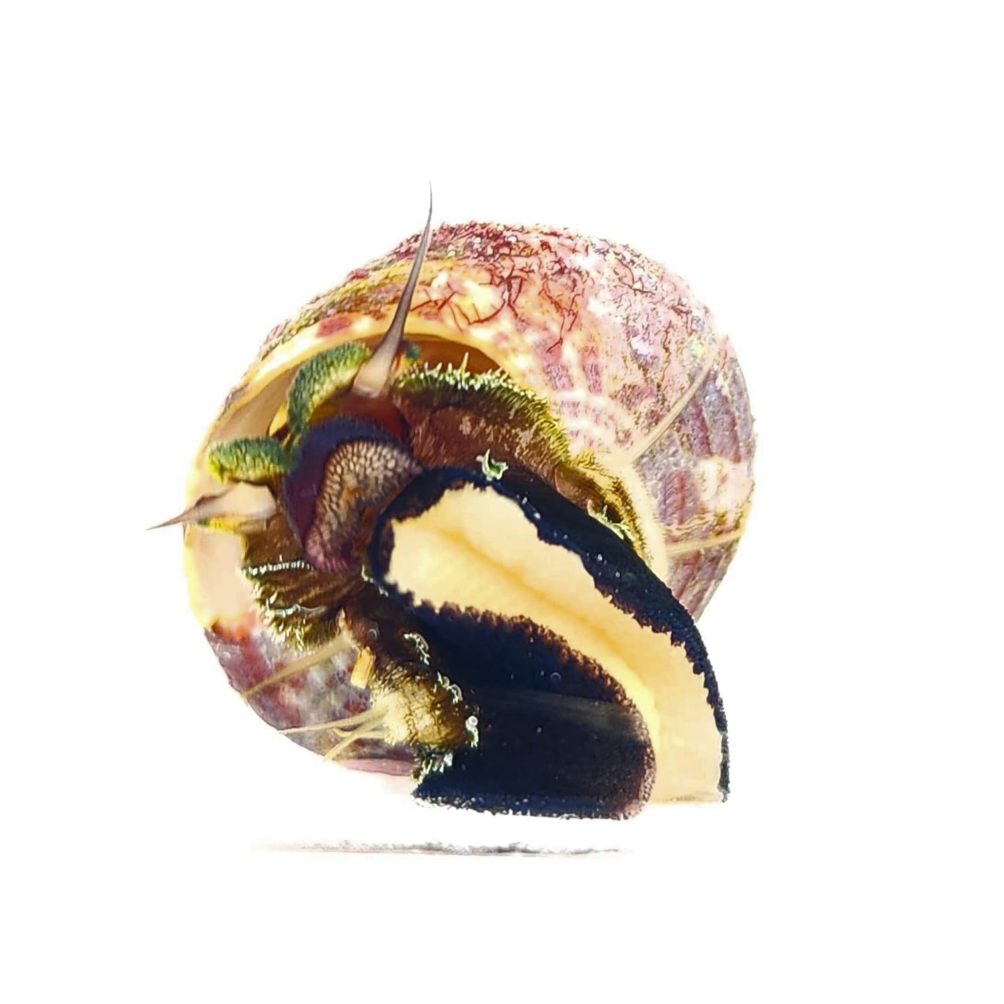 Trochus Snail