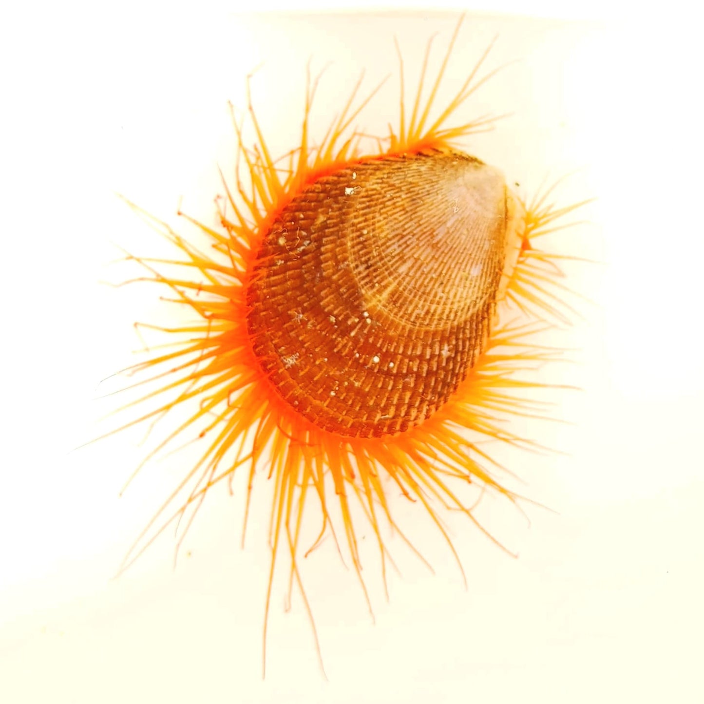 Flame Scallop