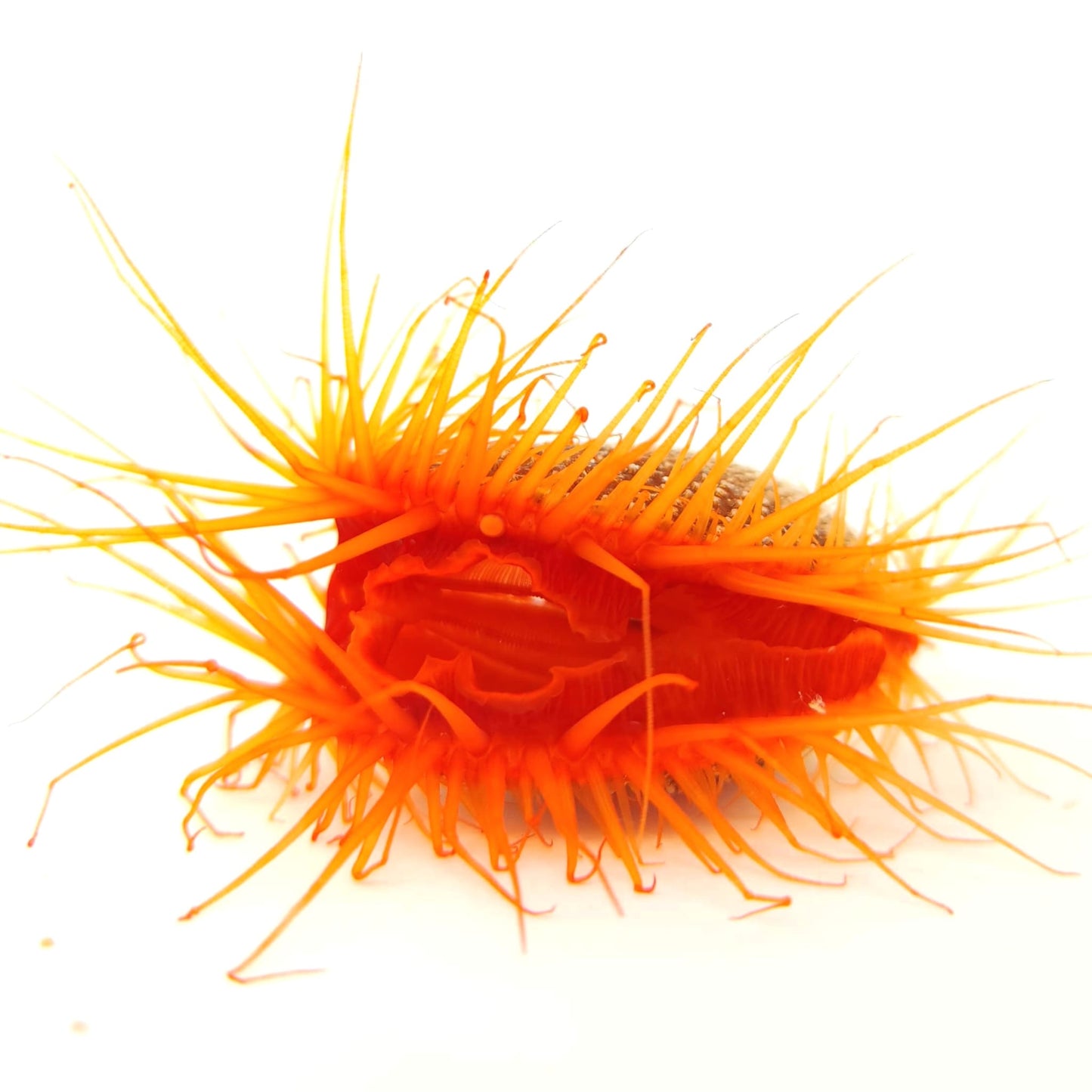 Flame Scallop