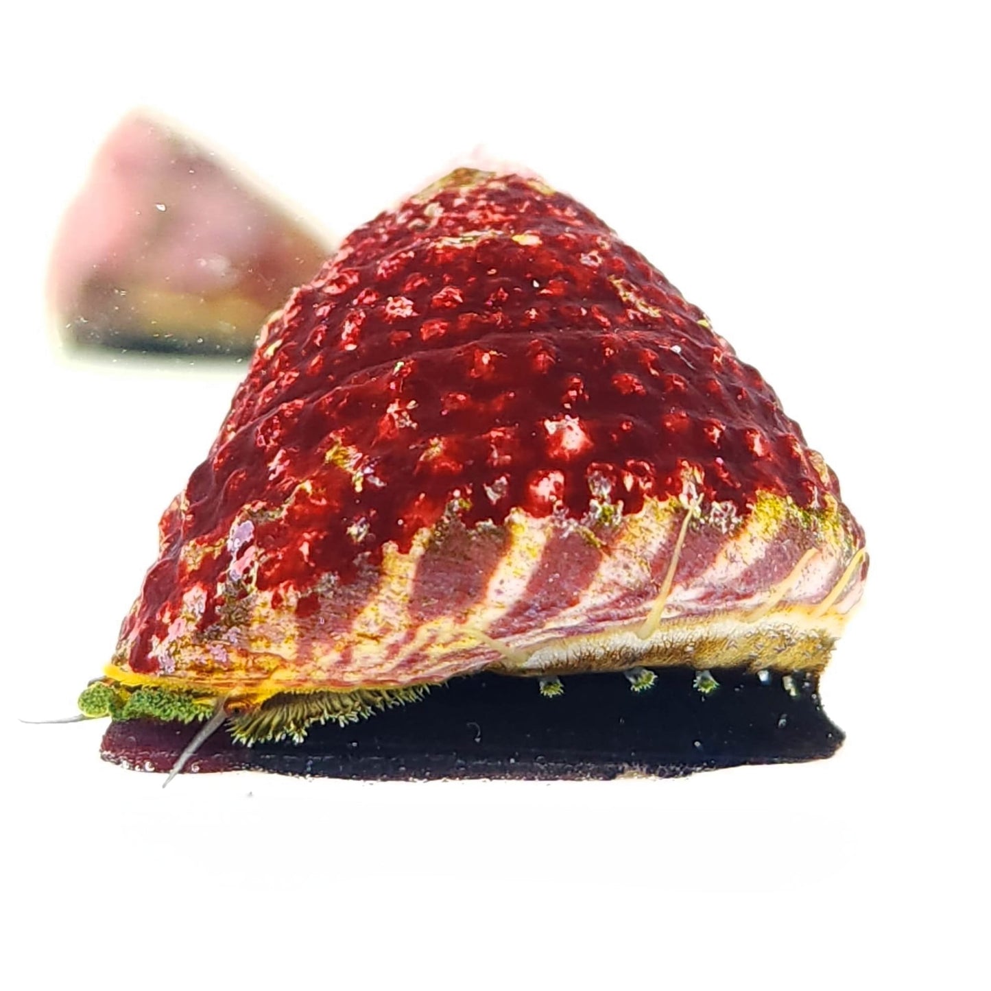 Trochus Snail
