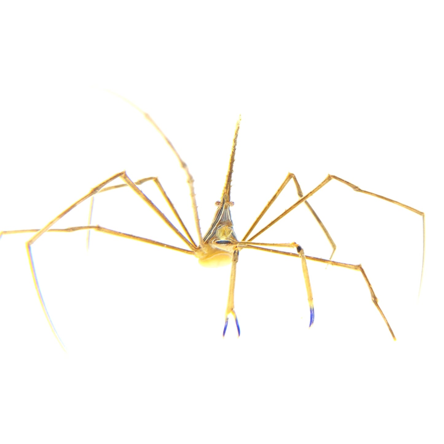 Arrow Crab