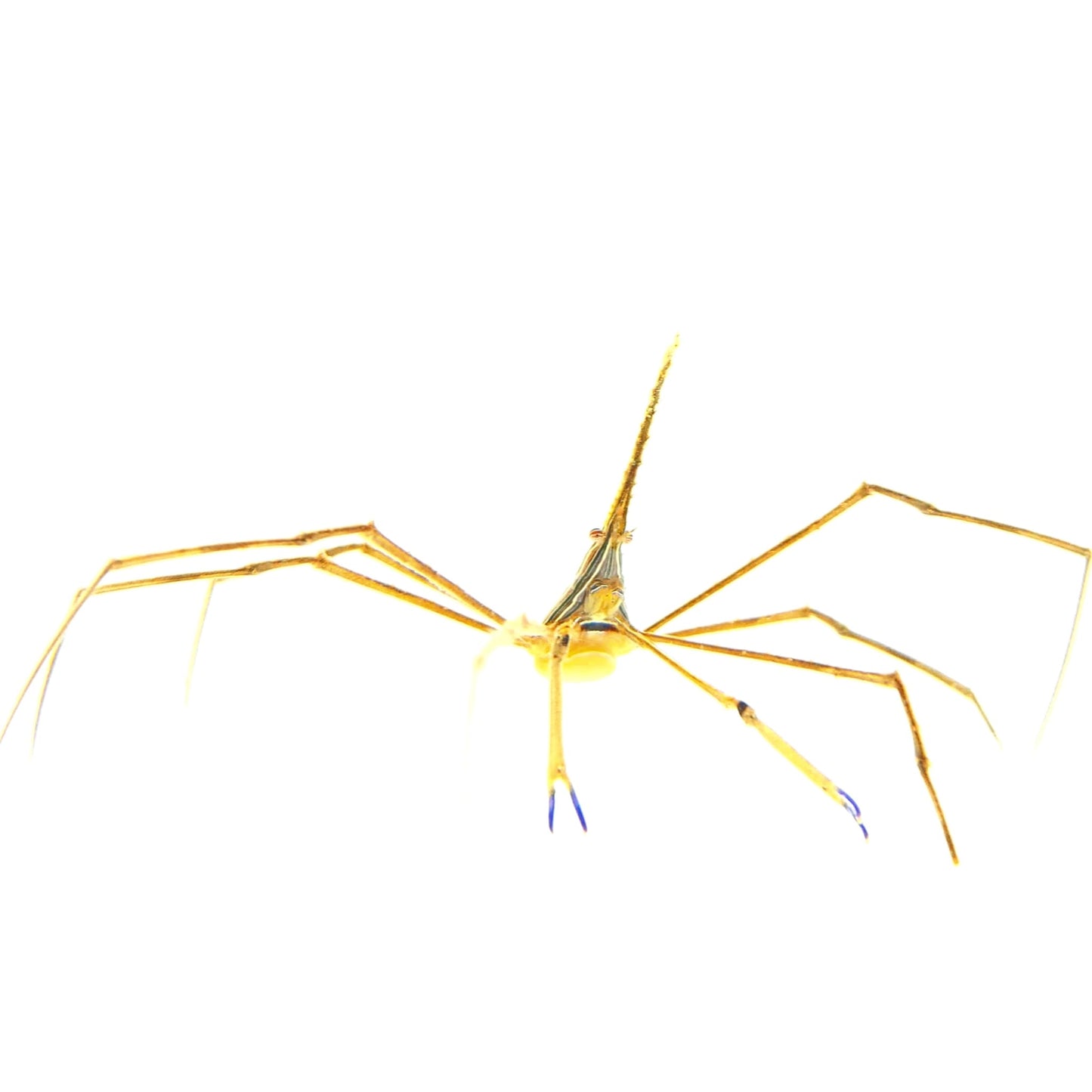 Arrow Crab