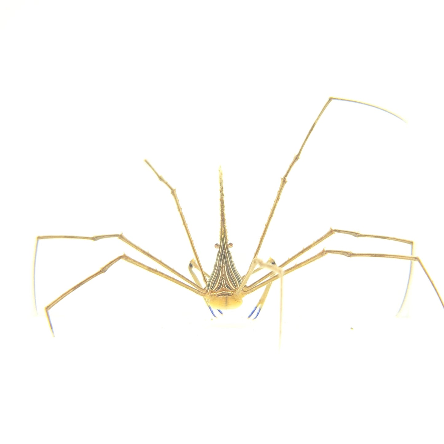 Arrow Crab