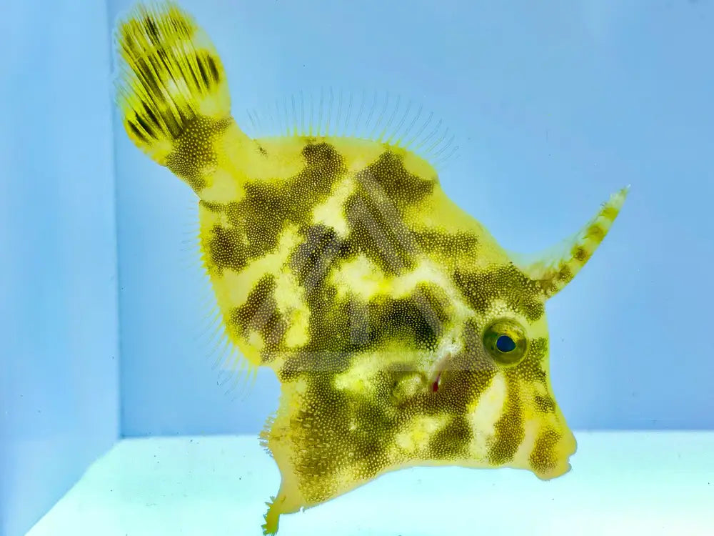 Aiptasia Eating Filefish Small <2 Fish