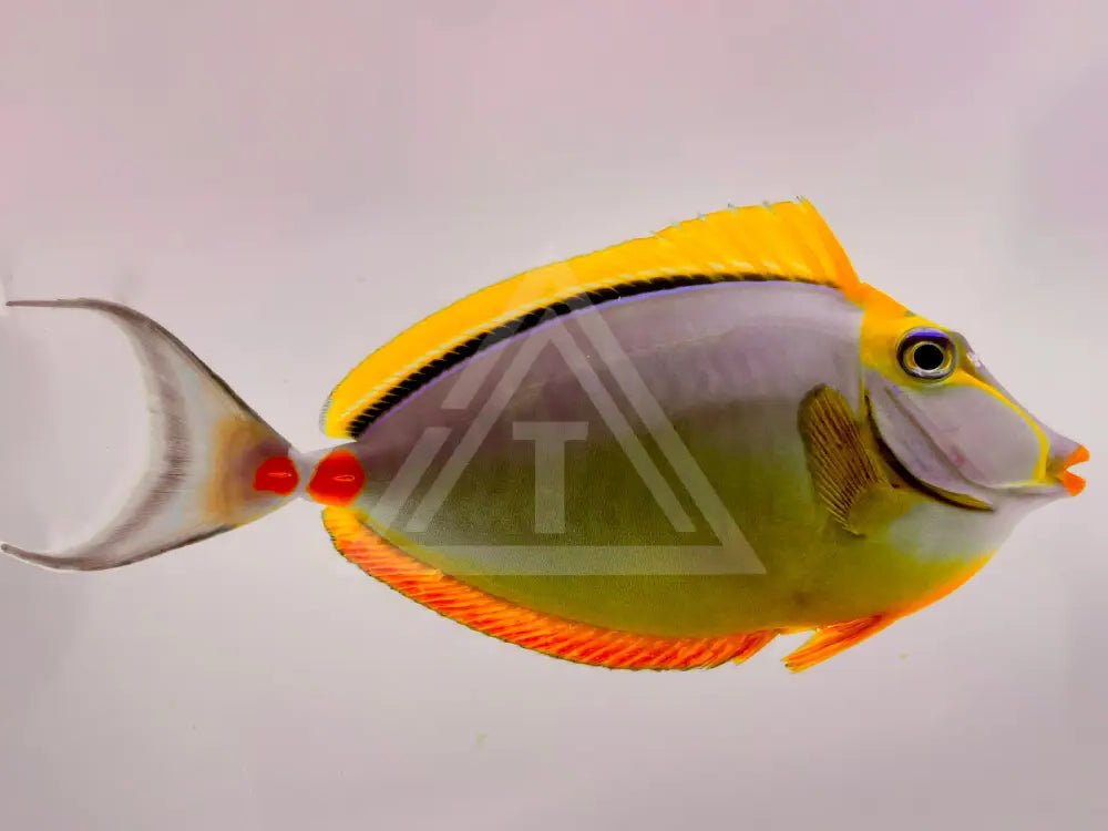Blonde Naso Tang Small <2 Fish