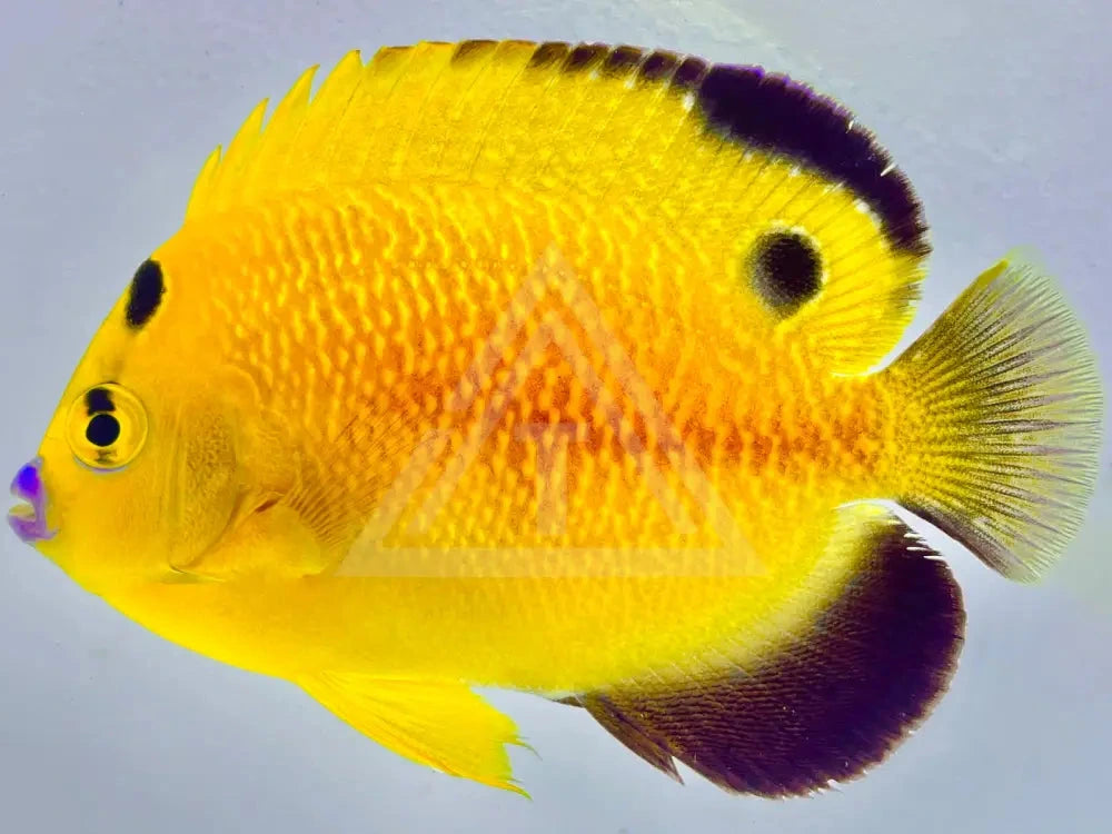 Captive Bred Goldflake Angelfish Adult (Ba) Small 2-3 Fish