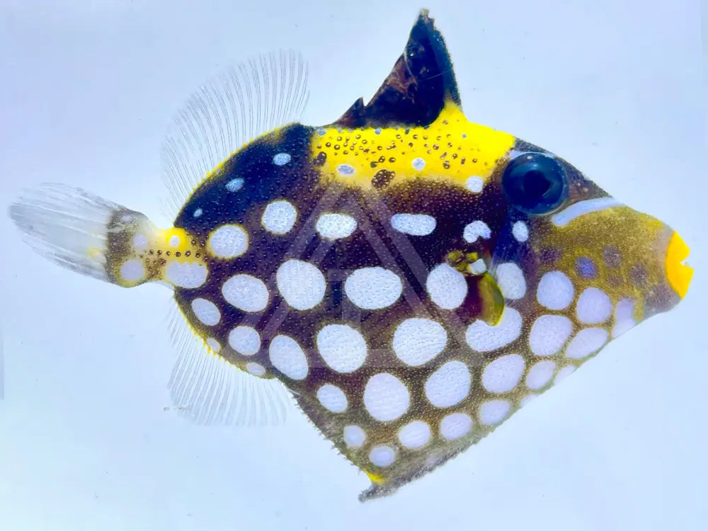 Clown Triggerfish Small 2-3 Fish