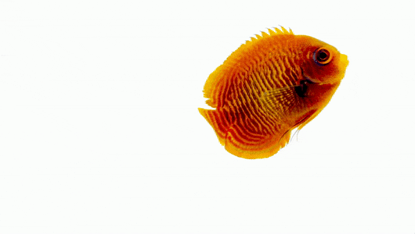Captive Bred Golden Dwarf Angelfish