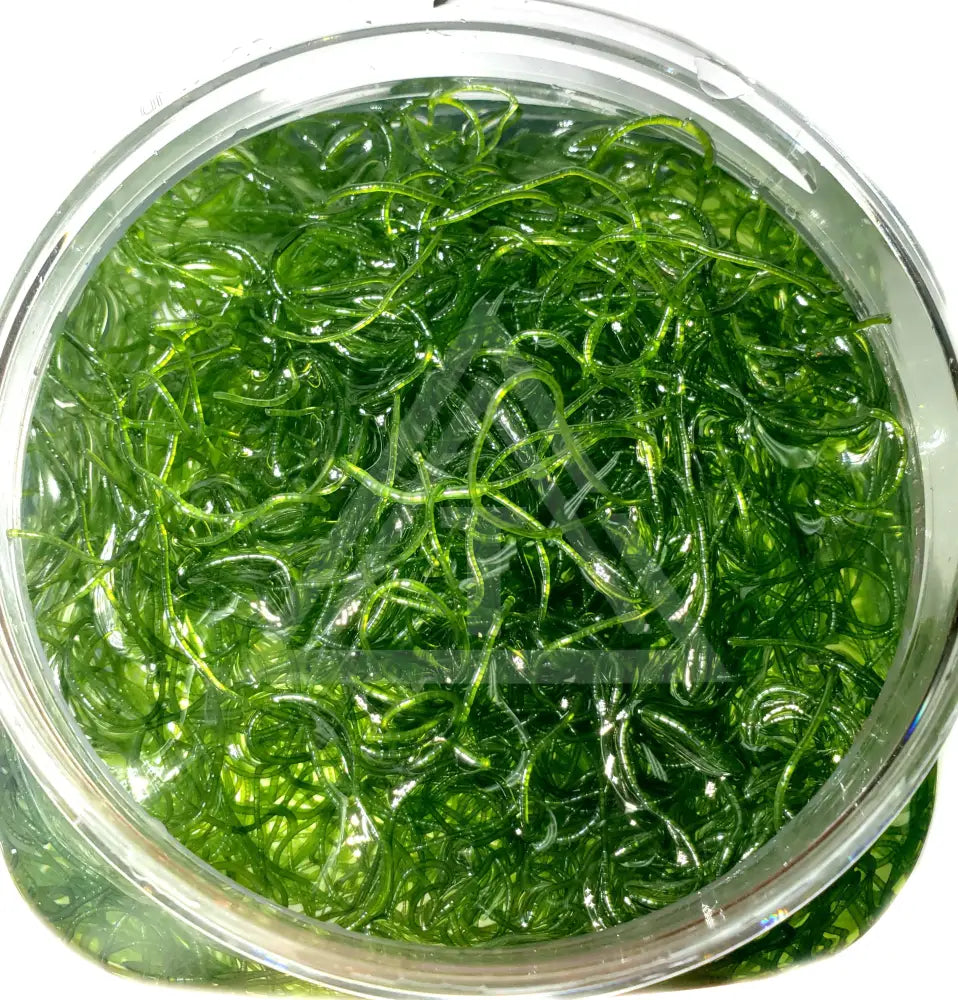Live Clean Chaetomorpha Algae 1 Cup Reef Pro Complete Product Line