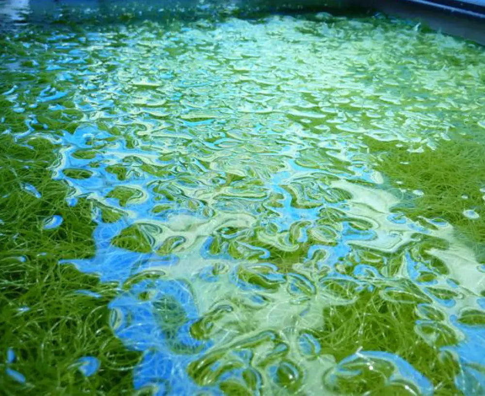 Live Clean Chaetomorpha Algae 1 Cup Reef Pro Complete Product Line