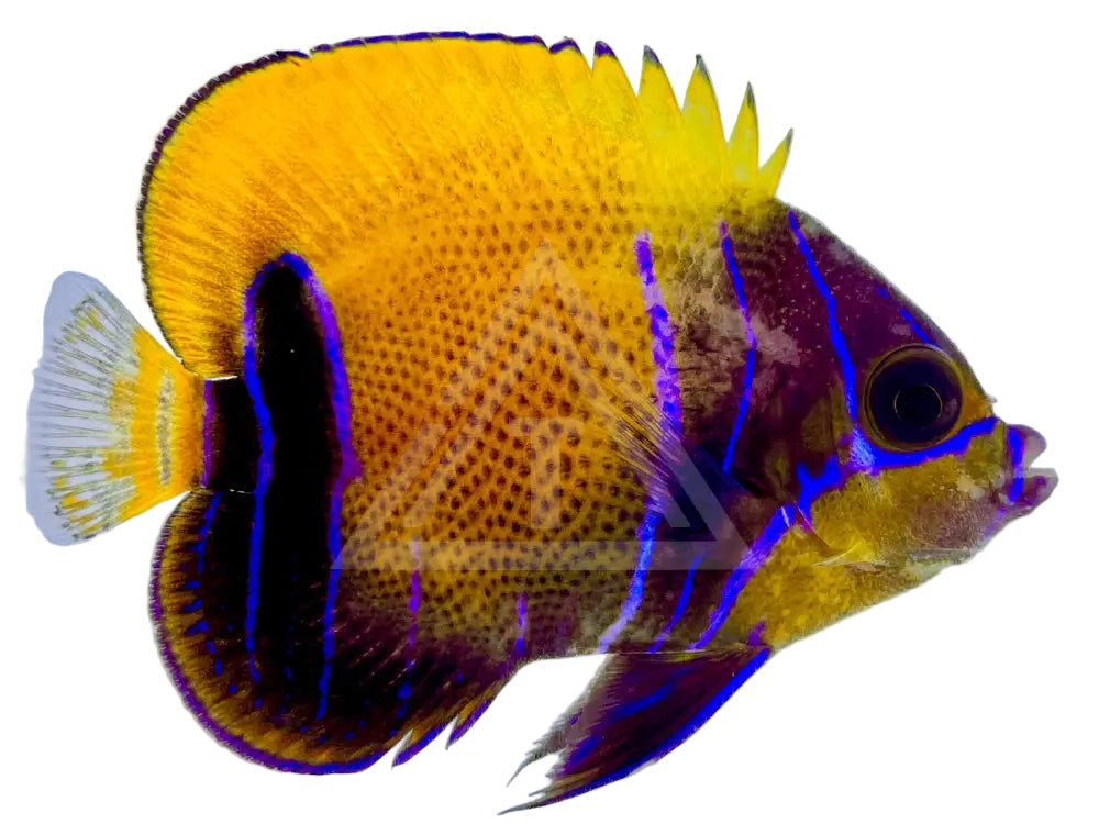 Majestic Angelfish Small <2 Fish