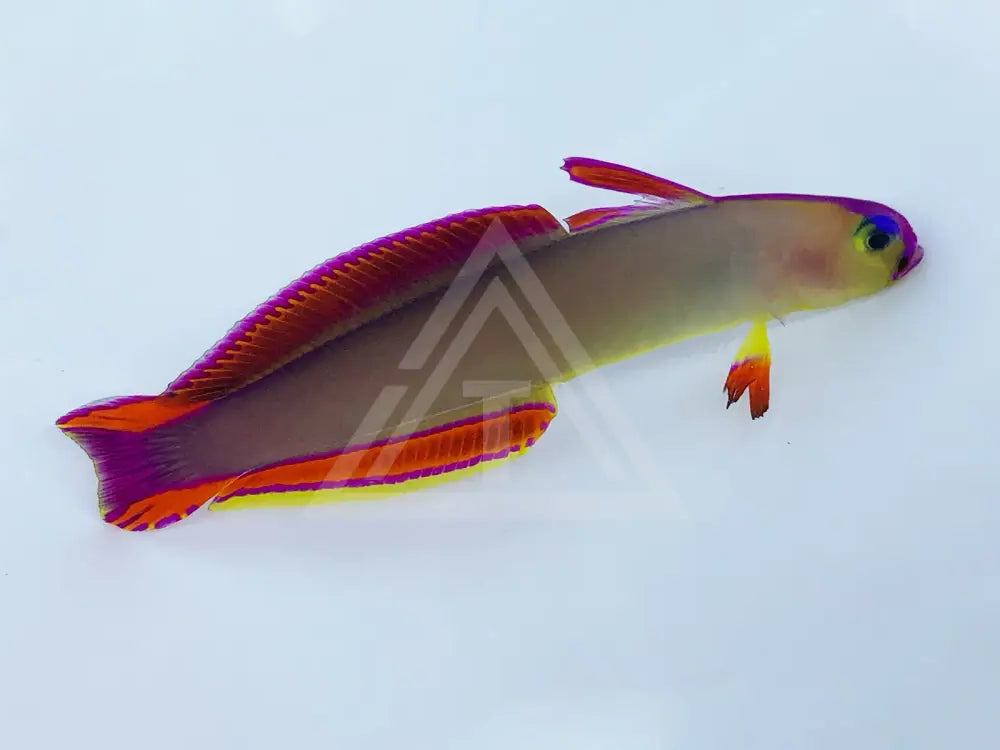Purple Firefish Goby Small <2 / Single Fish
