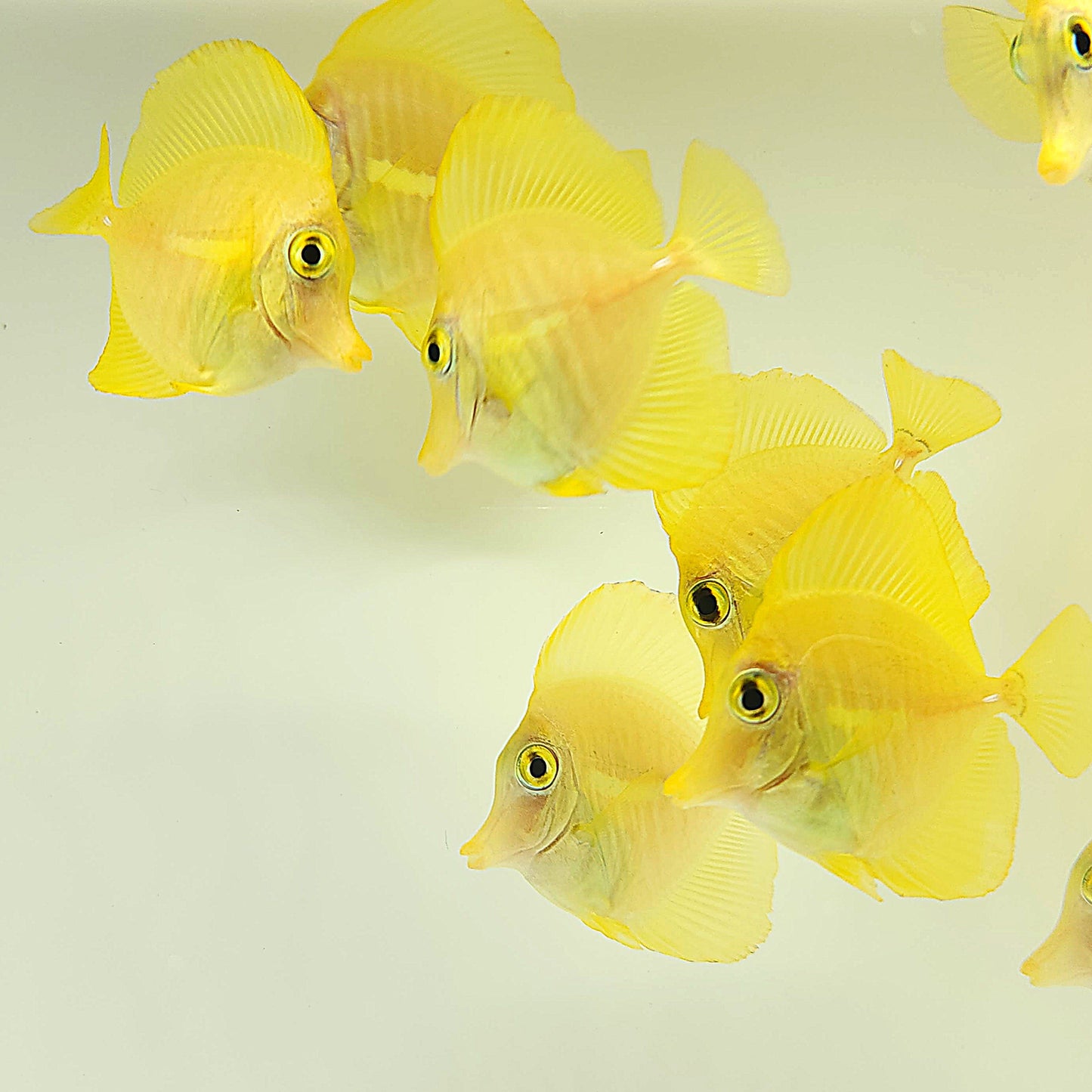 Captive-bred Hawaiian Yellow Tang