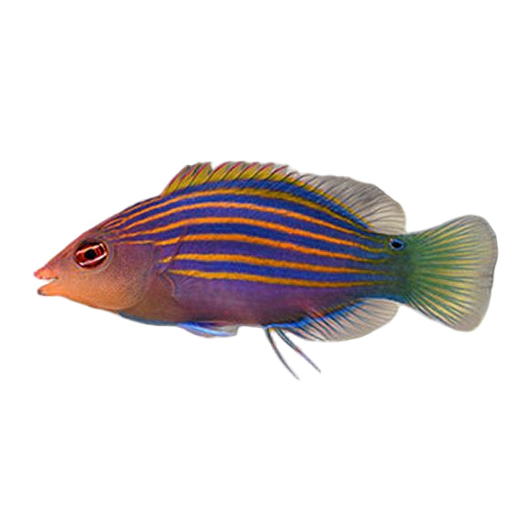 Six-Line Wrasse