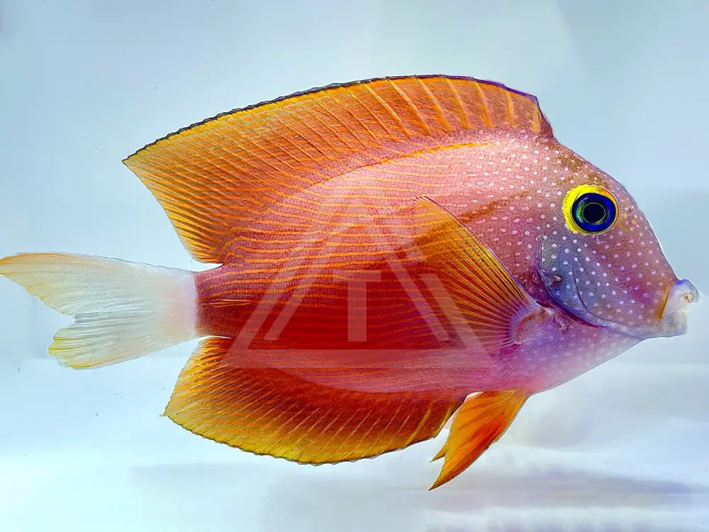 White Tail Bristletooth Tang Small <2 Fish