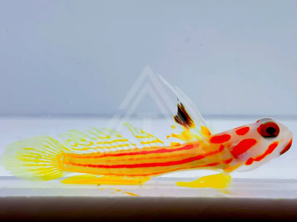 Yasha Goby Small <.5 Fish