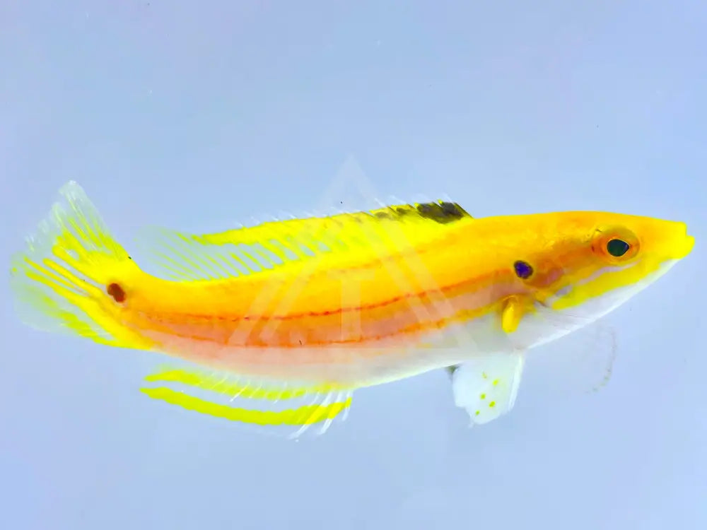 Yellow Candy Hogfish Small <2 Fish