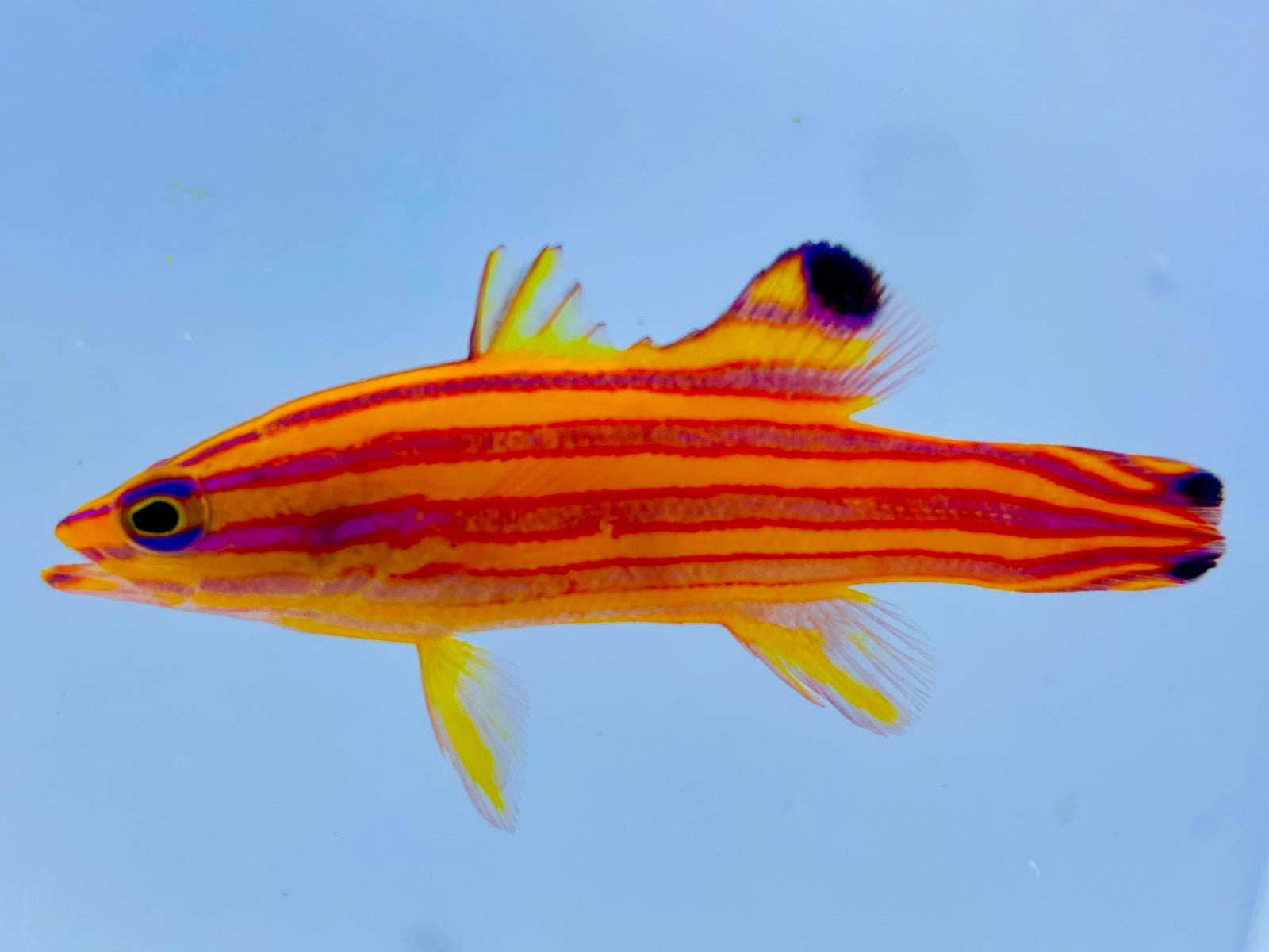Fish – Gulfstream Tropical Marine