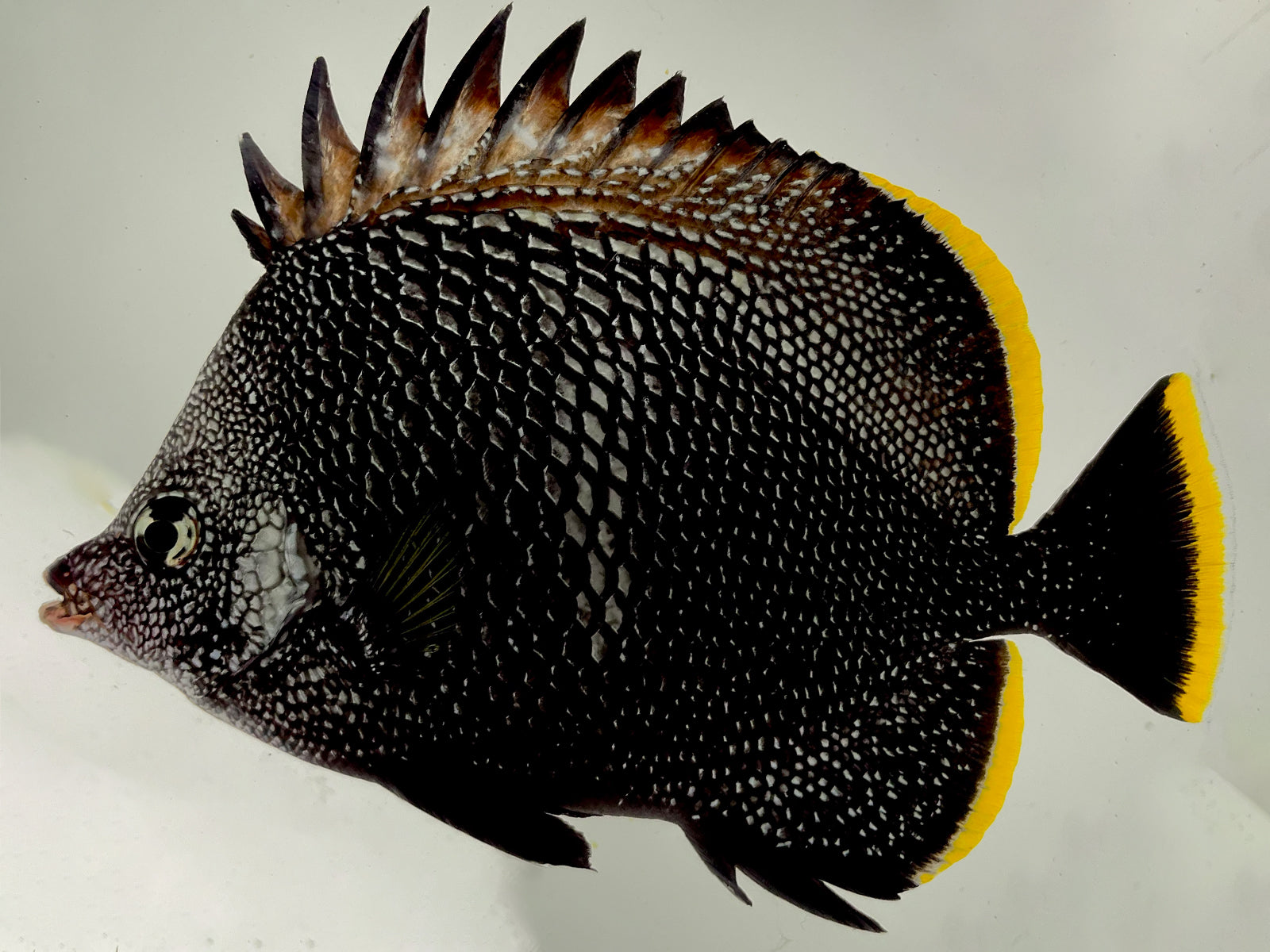 Fish – Gulfstream Tropical Marine