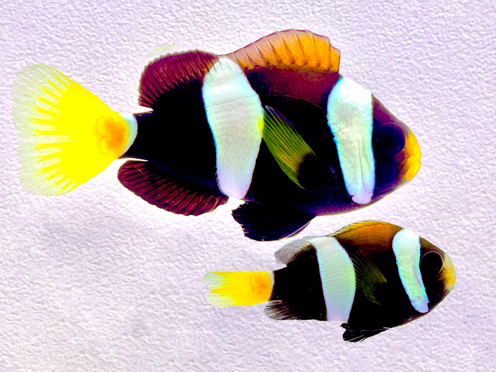 Fish – Gulfstream Tropical Marine