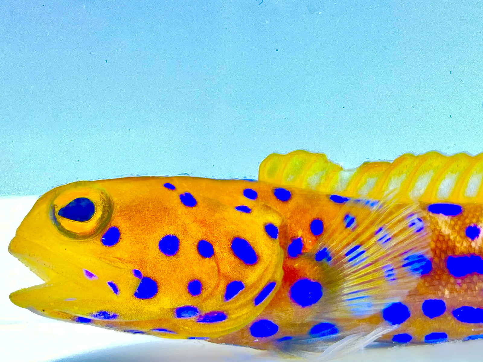 Fish – Gulfstream Tropical Marine
