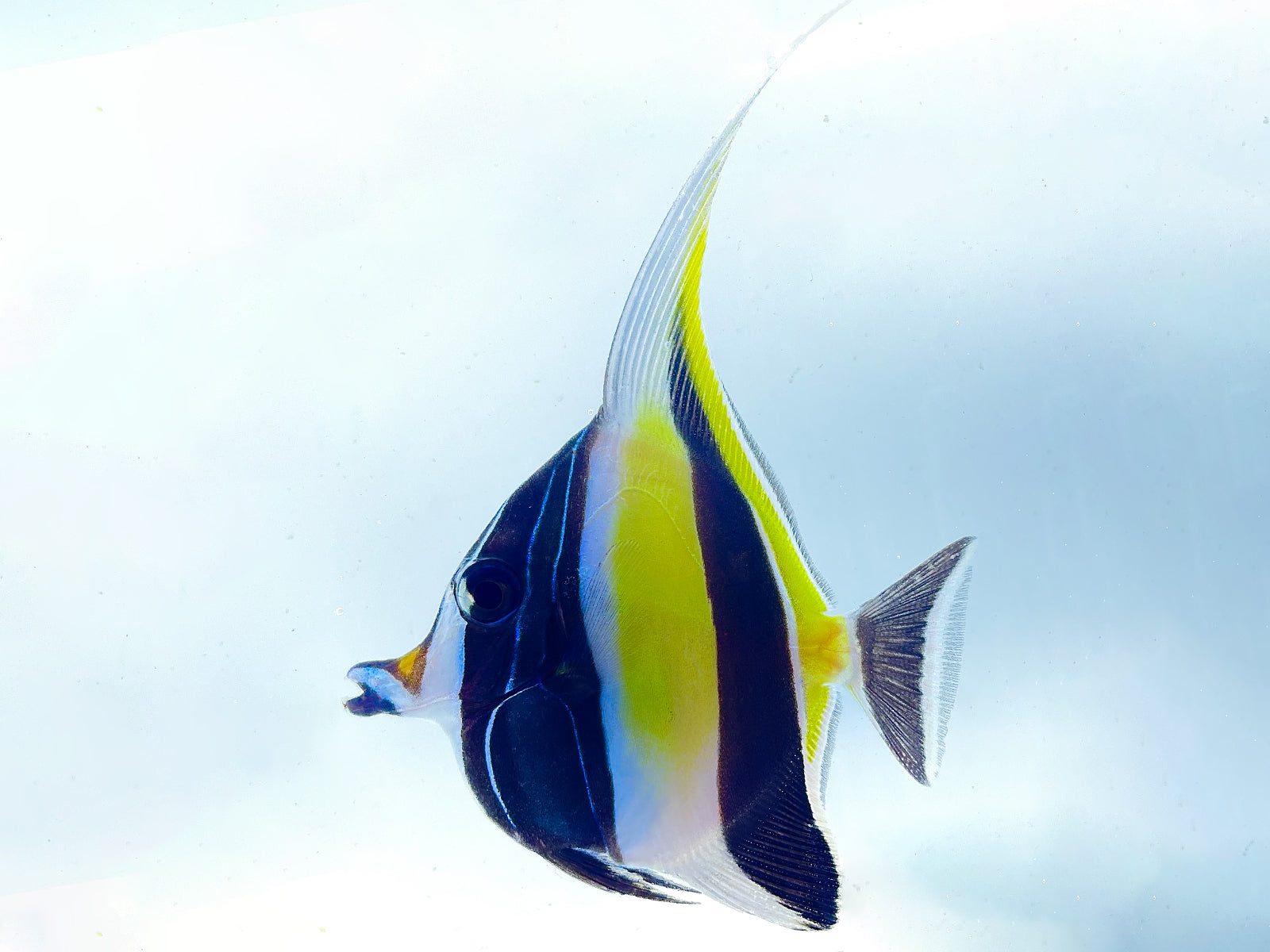 Misc Fish – Gulfstream Tropical Marine