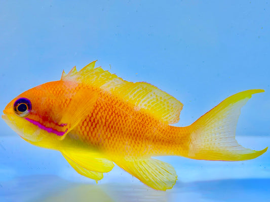 Lyretail Anthias Female&nbsp;