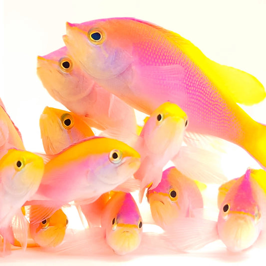 Bartlett Anthias